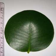 daun perepat